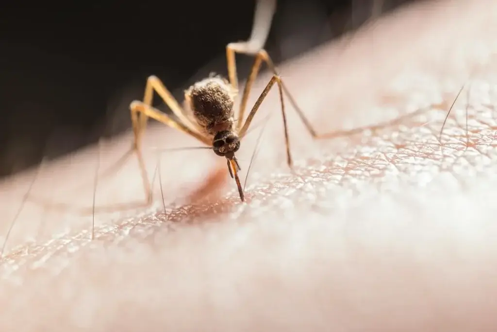 Picture of a mosquito for the article about the dangers of mosquitoes in North Carolina.