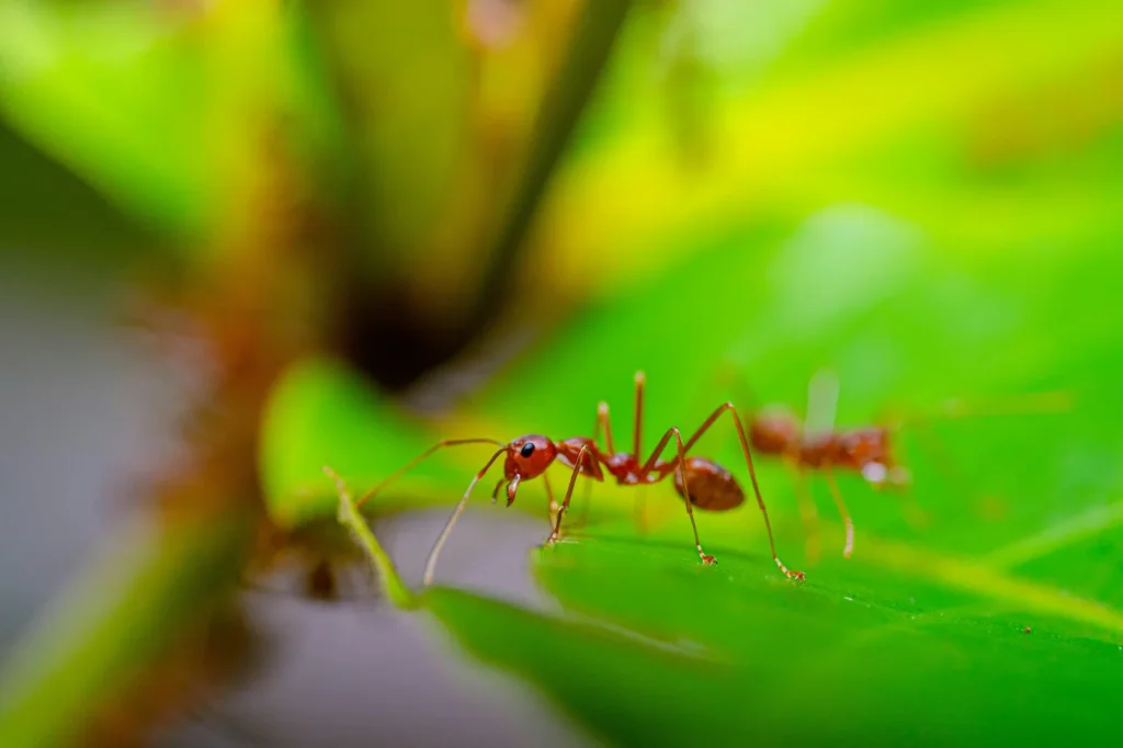 Photo of fire ants for an article about facts and tips on fire ant infestations