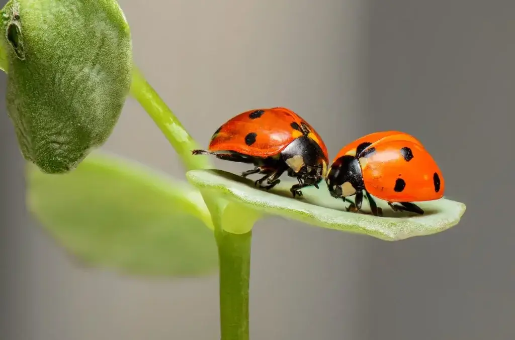 Picture of two ladybugs on a leaf for the article, "Are Lady Bugs Bad?"