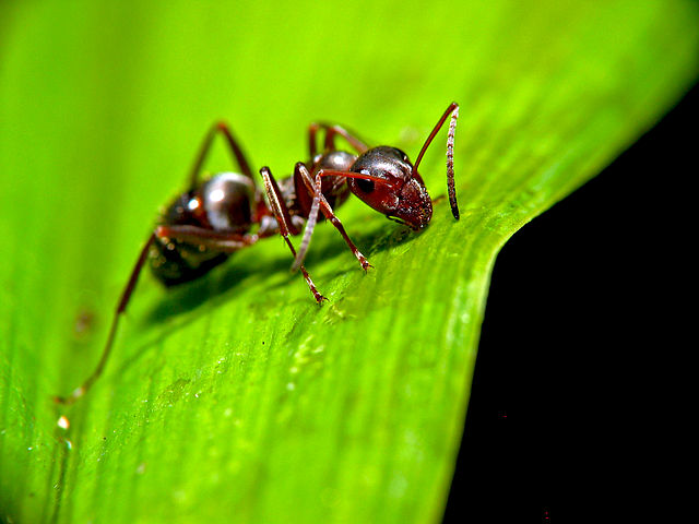 Picture of an acrobat ant on a leaf
