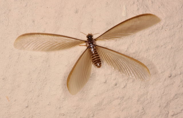 Picture of a flying termite