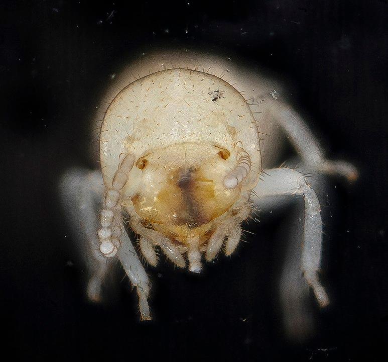 When is termite season 1 It&039s Termite Swarming Season - Blog | Termite Control NC