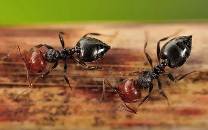 NC acrobat ants treatments