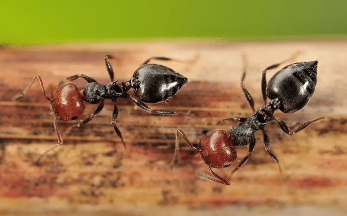 Acrobat ants professional treatments
