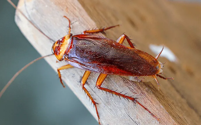 American cockroach control in NC