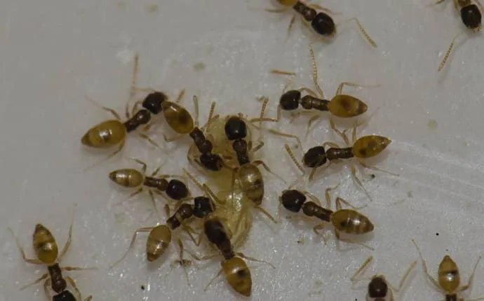 NC argentine ant treatment