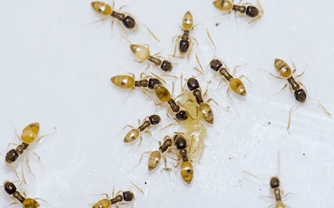 Argentine ants pest example