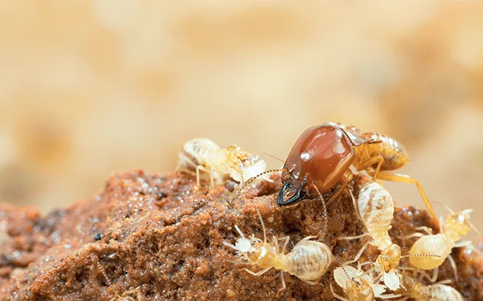 termite control in asheville nc