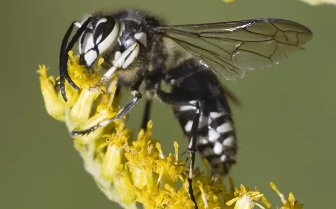 bald faced hornet solutions