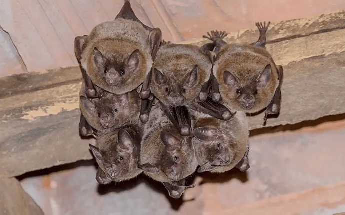 bat pest solutions