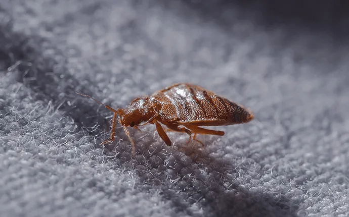 NC Bed bug control