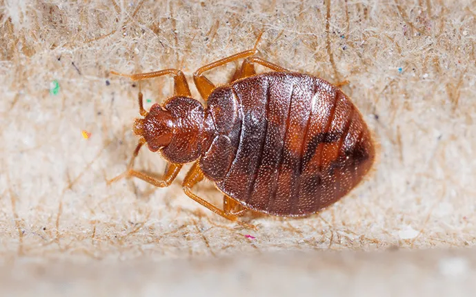 Bed bug control services