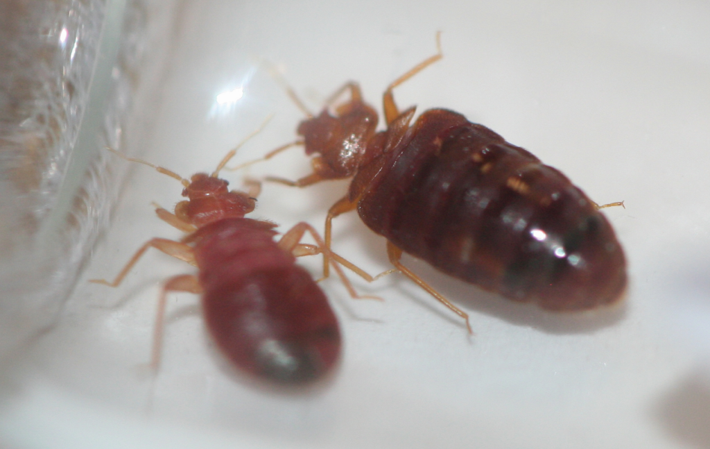 Full grown bed bugs in North Carolina for the blog about how to know if you have bed bugs.