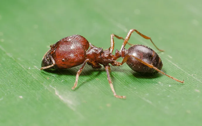 big headed ant extermination service