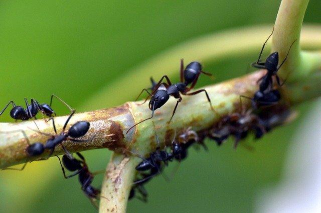 a photo of multiple black ants For an article that is explaining ants