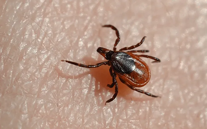 Black Legged Tick