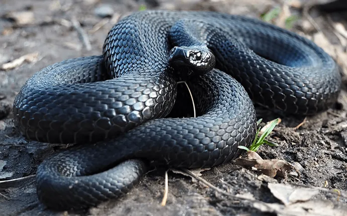 Black Snake Control