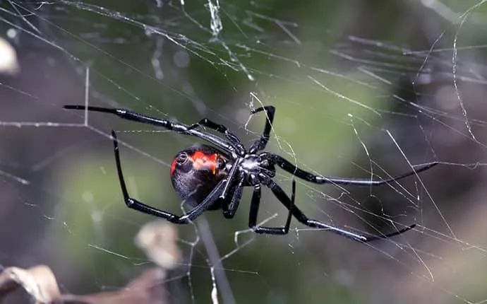 NC Venomous Spiders