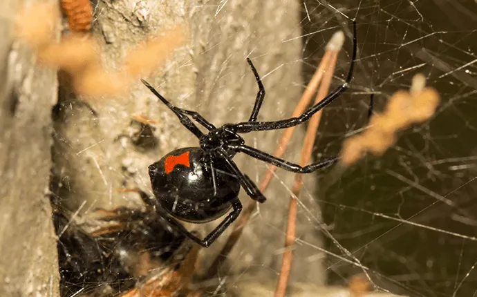 black widow spider treatment
