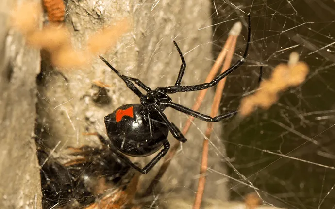 Spiders of North Carolina