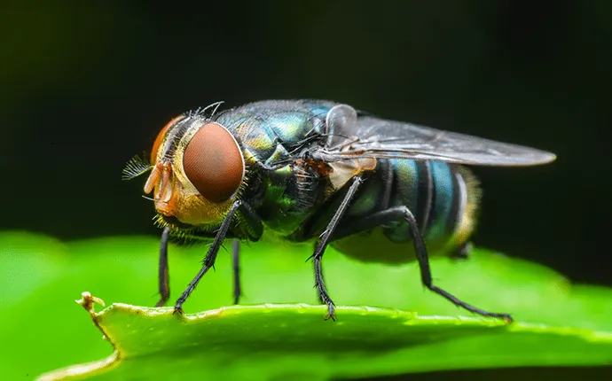 blow fly treatment in NC