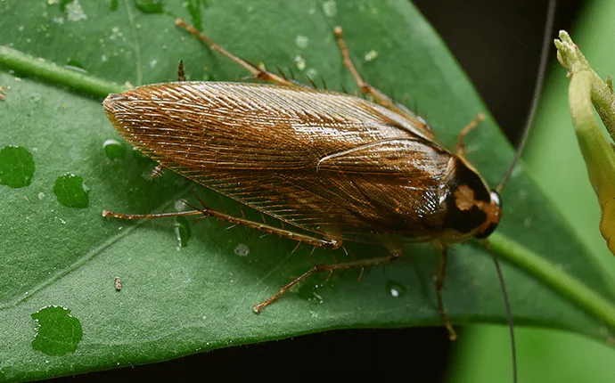 Brown banded cockroach