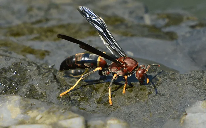 brown paper wasp solutions