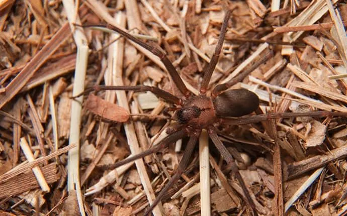 Two Cases of Recluse Spider Bites in NC