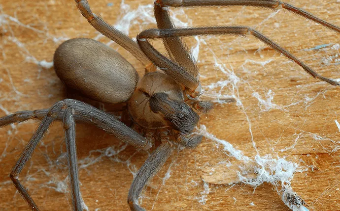 Venomous spiders in NC / SC and how to identify them