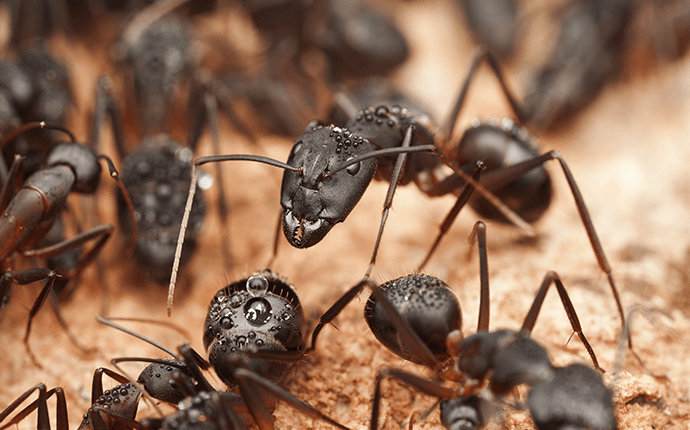 carpenter ant colony example