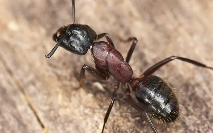 NC carpenter ant