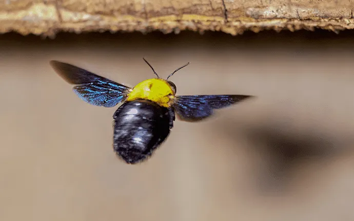 NC carpenter bee example