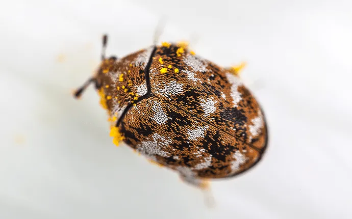 a photo of a carpet beetle up close for A1 pest control’s carpet beetle removal