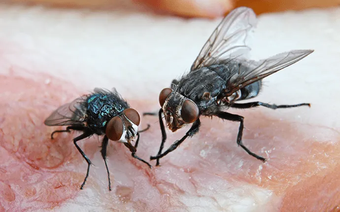 Fly pest control solutions