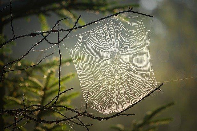 Australian Spider Webs Are The Most Terrifying Thing You Will Ever See