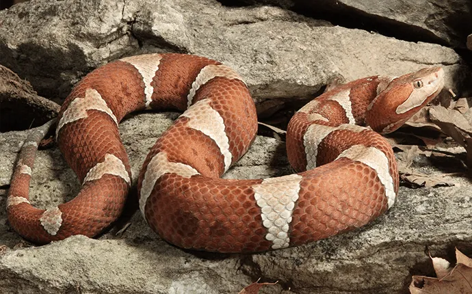 Example of NC copper head snake