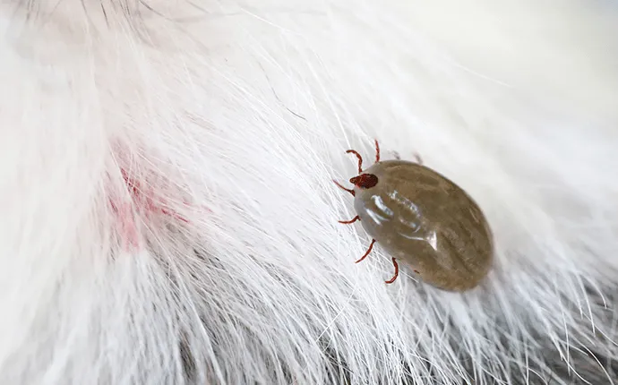 NC Dog Tick Control
