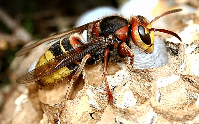 european hornet wasp