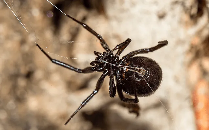NC flase black widow spider solutions