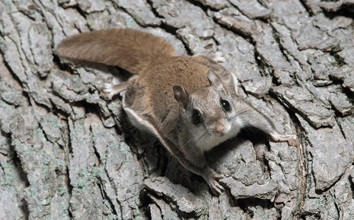 flying squirrel treatment