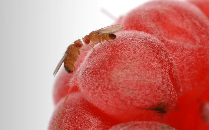 fruit flies pest example