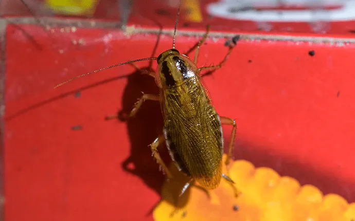 german cockroach pest example