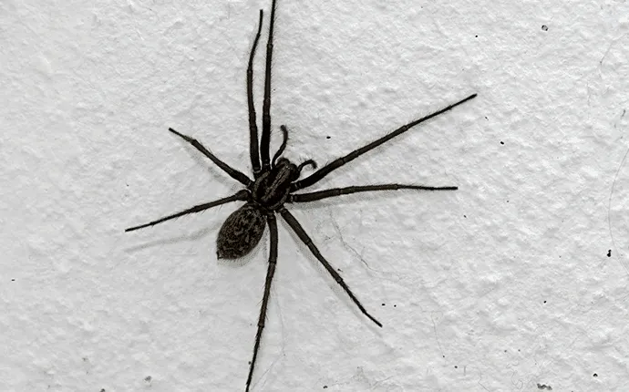 giant house spider pest