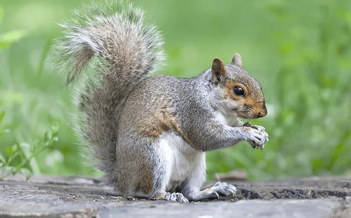 grey squirrel control services