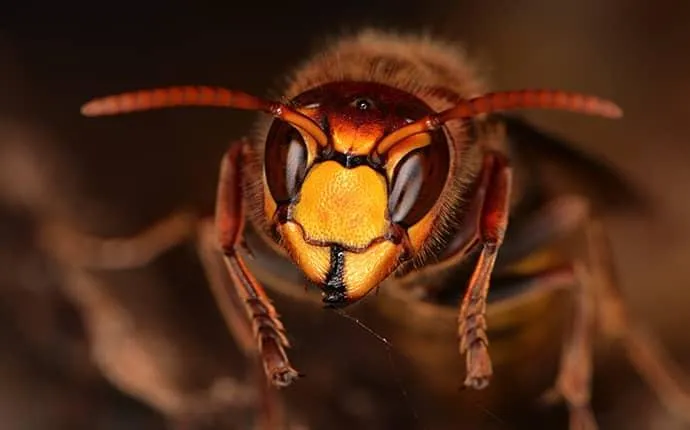 hornet wasp