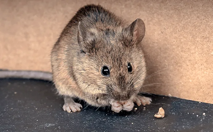 NC House mouse pest control