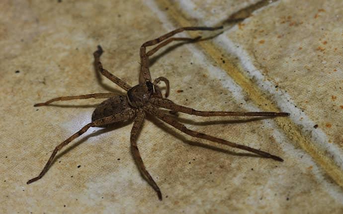 Most Common Types of House Spiders