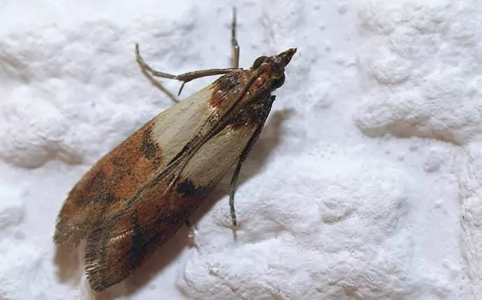 indian meal moth example