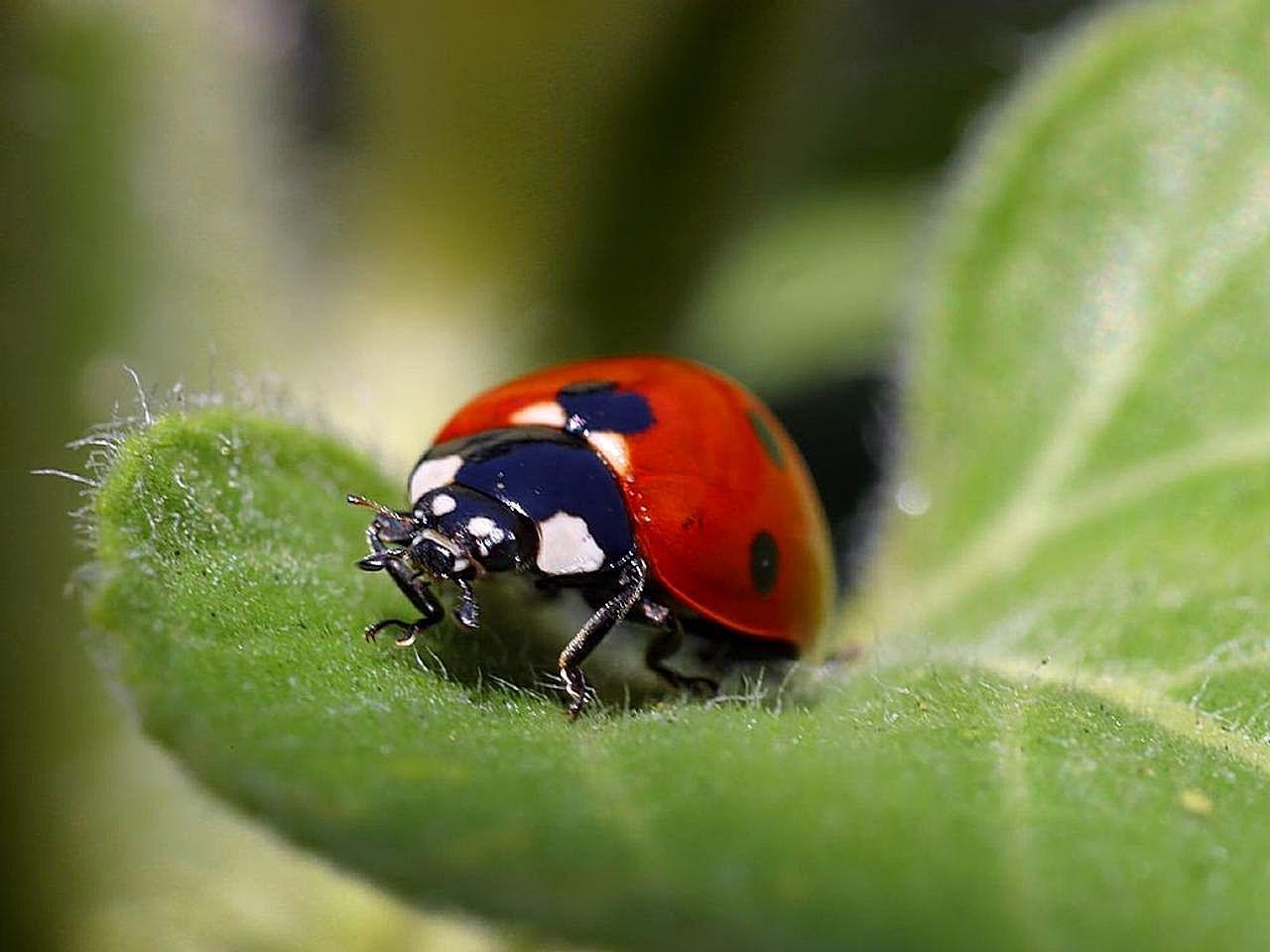 Ladybug Prevention