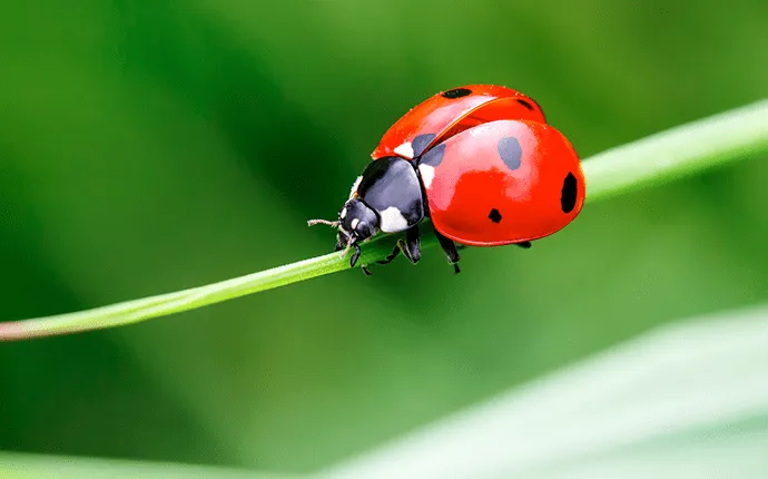 Ladybug Control in NC